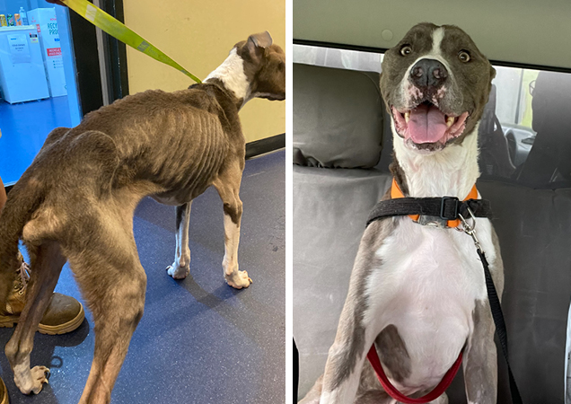 Henry, before and after.